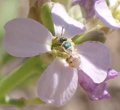 Nomioides minutissimus