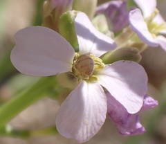 Nomioides minutissimus
