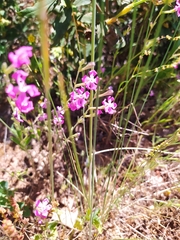 Silene