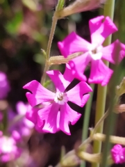 Silene