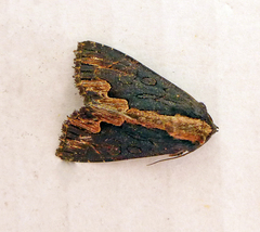 Dypterygia scabriuscula