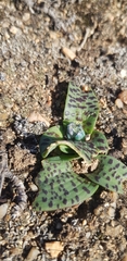 Lachenalia viridiflora