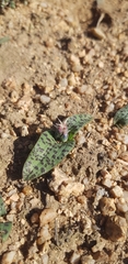 Lachenalia viridiflora