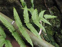 Pteris arisanensis