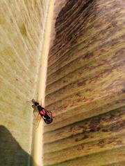 Carcinophora americana