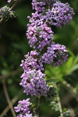 Buddleja alternifolia