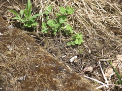 Natrix astreptophora