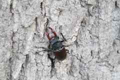 Lucanus cervus