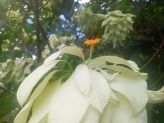 Mussaenda philippica