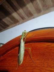 Macromantis hyalina