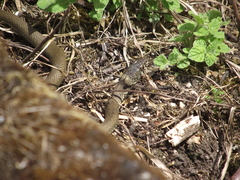 Natrix astreptophora