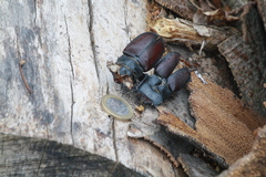 Lucanus cervus