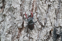 Lucanus cervus