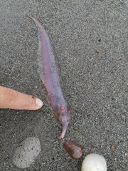 Apteronotinae