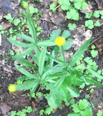 Ranunculus fallax