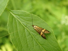 Nemophora degeerella