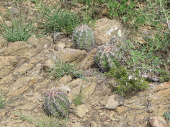 Thelocactus bicolor bicolor