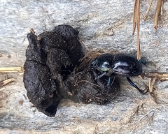 Trypocopris pyrenaeus