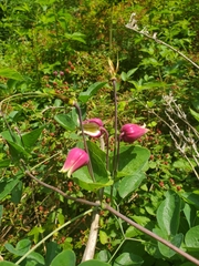 Clematis glaucophylla