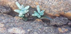 Lachenalia viridiflora