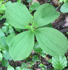 Paris quadrifolia