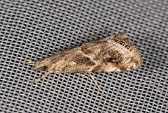 Euchromius cambridgei