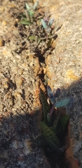 Lachenalia viridiflora