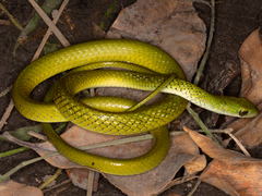 Philothamnus angolensis