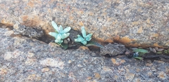 Lachenalia viridiflora