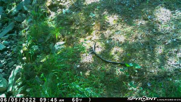 Colubrid Snakes From Monroe, NC, USA On June 5, 2022 At 09:45 AM By ...