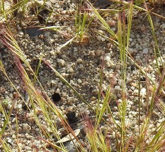 Festuca muralis
