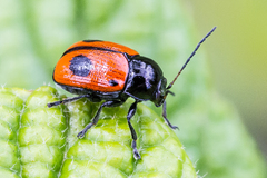 Cryptocephalus bipunctatus