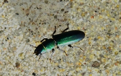 Temnoscheila virescens