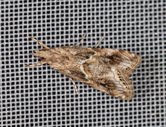 Euchromius cambridgei