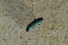 Temnoscheila virescens