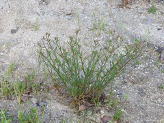 Iberis ciliata