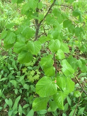 Tilia cordata
