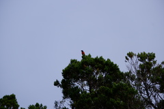 Passerina ciris pallidior