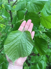Tilia cordata