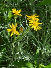 Senecio flaccidus flaccidus