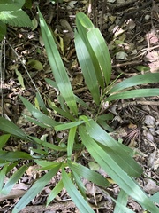 Setaria megaphylla