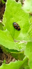 Cercopis intermedia