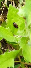Cercopis intermedia