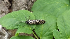 Semblis phalaenoides