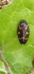 Cercopis intermedia