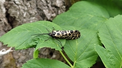 Semblis phalaenoides