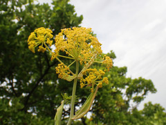 Ferula glauca
