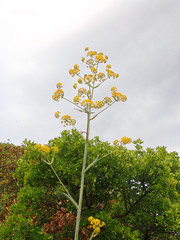 Ferula glauca