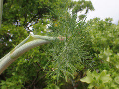 Ferula glauca
