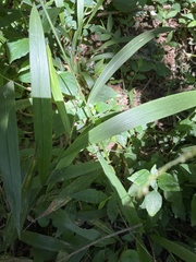 Setaria megaphylla